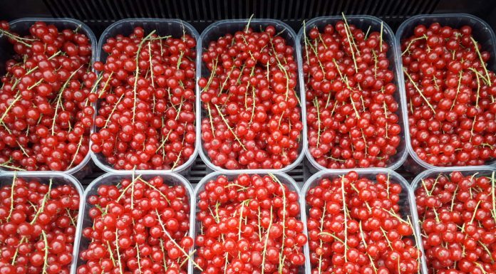 Porzeczka deserowa tylko na wysokim poziomie