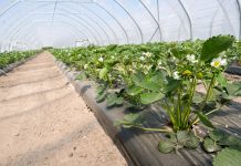 Zawartość próchnicy w glebie i jej wpływ na rośliny