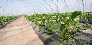 Zawartość próchnicy w glebie i jej wpływ na rośliny