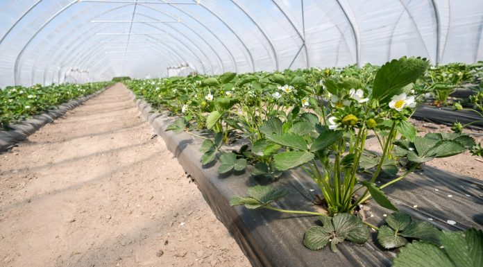 Zawartość próchnicy w glebie i jej wpływ na rośliny
