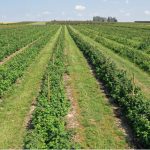 Plantacja odmiany Polana w wąskim szpalerze