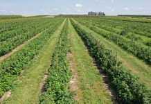 Malina ‘Polana’ – uprawa w wąskim szpalerze