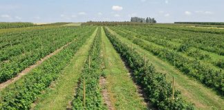 Malina ‘Polana’ – uprawa w wąskim szpalerze