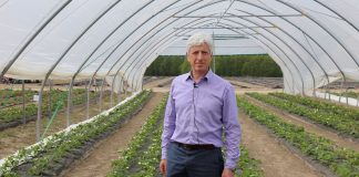 Nowe odmiany truskawek od Meiosis