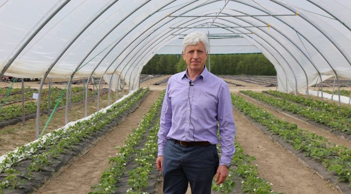 Nowe odmiany truskawek od Meiosis