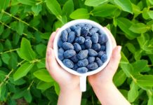 Haskap – czy będzie owocem przyszłości?