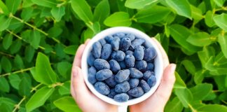 Haskap – czy będzie owocem przyszłości?