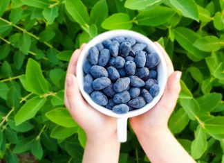 Haskap – czy będzie owocem przyszłości?