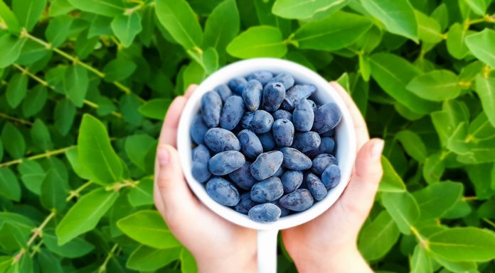 Haskap – czy będzie owocem przyszłości?