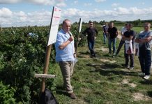 Ochrona przed zamieraniem pędów oraz rdzą maliny Mirosław Korzeniowski o opowiada o nowościach w ofercie firmy Bayer