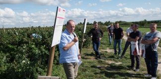 Ochrona przed zamieraniem pędów oraz rdzą maliny Mirosław Korzeniowski o opowiada o nowościach w ofercie firmy Bayer