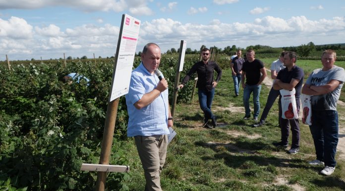 Ochrona przed zamieraniem pędów oraz rdzą maliny Mirosław Korzeniowski o opowiada o nowościach w ofercie firmy Bayer