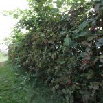 Gracja – wzrost pędówjezyna_