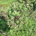 IMG-20190827-WA0011kamczacka_choroby