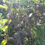 IMG-20190827-WA0012kamczacka_choroby