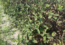 Choroby na plantacjach jagody kamczackiej