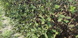 Choroby na plantacjach jagody kamczackiej