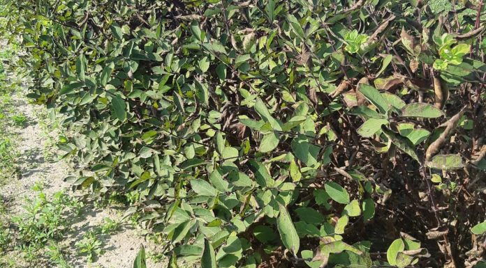 Choroby na plantacjach jagody kamczackiej