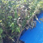 IMG-20190827-WA0014kamczacka_choroby