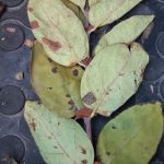 IMG-20190827-WA0015kamczacka_choroby