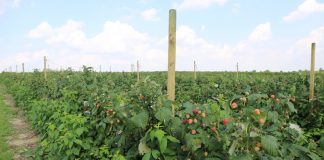 Malina jesienna – główne wyzwania w ochronie