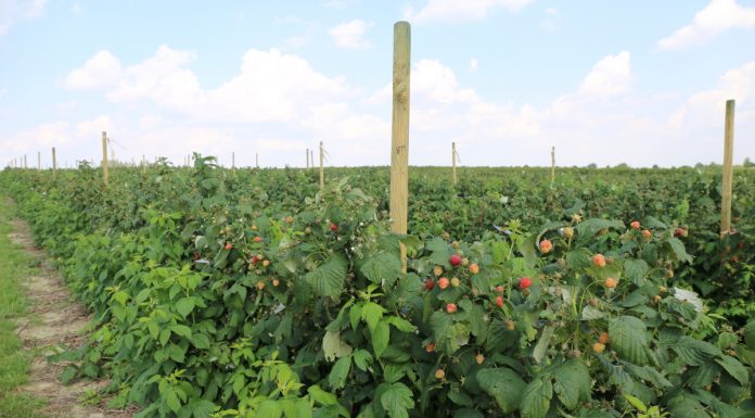 Malina jesienna – główne wyzwania w ochronie