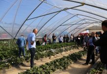 Truskawki w tunelach – podsumowanie pierwszego sezonu