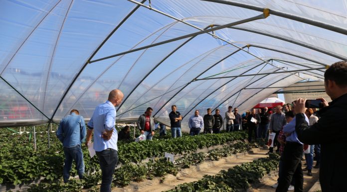 Truskawki w tunelach – podsumowanie pierwszego sezonu