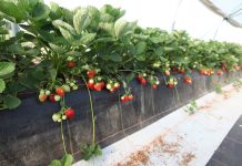 Truskawki w tunelach już 22 września – program