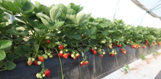 Truskawki w tunelach już 22 września – program