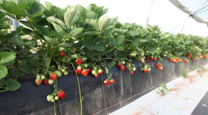 Truskawki w tunelach już 22 września – program