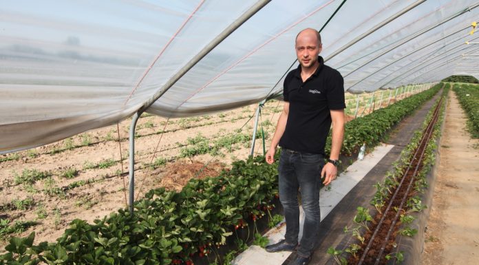 Projekt Truskawki w tunelach – ostatnie dni sierpnia