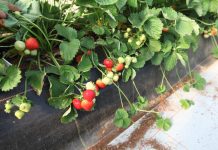 Sonsation – truskawka o pięknych i smacznych owocach