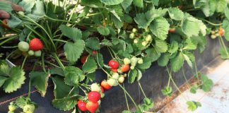 Sonsation – truskawka o pięknych i smacznych owocach