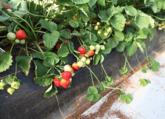 Sonsation – truskawka o pięknych i smacznych owocach