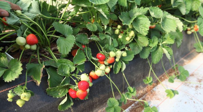 Sonsation – truskawka o pięknych i smacznych owocach