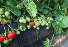 Faith – późna, plenna odmiana truskawek