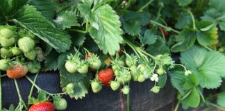 Faith – późna, plenna odmiana truskawek