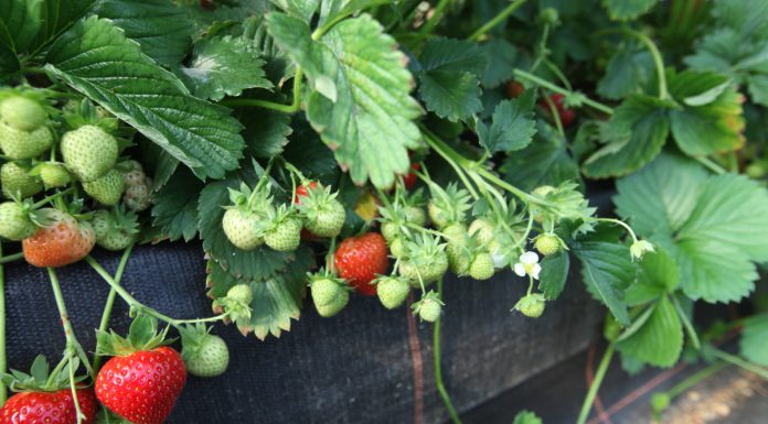 Faith – późna, plenna odmiana truskawek
