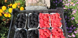 Kondycja rynku owoców i warzyw w USA