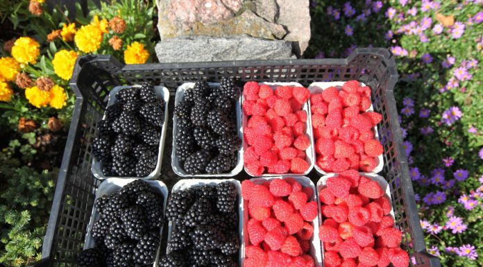 Kondycja rynku owoców i warzyw w USA