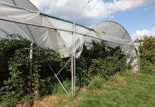 Jeżyna bezpestkowa zaprezentowana w USA