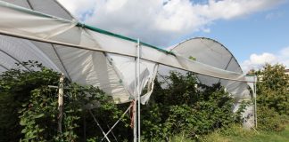 Jeżyna bezpestkowa zaprezentowana w USA