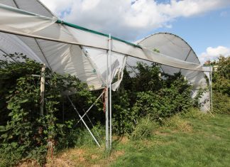 Jeżyna bezpestkowa zaprezentowana w USA