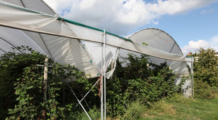 Jeżyna bezpestkowa zaprezentowana w USA