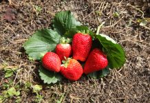 Truskawki z gruntu również we wrześniu