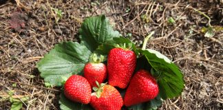 Truskawki z gruntu również we wrześniu