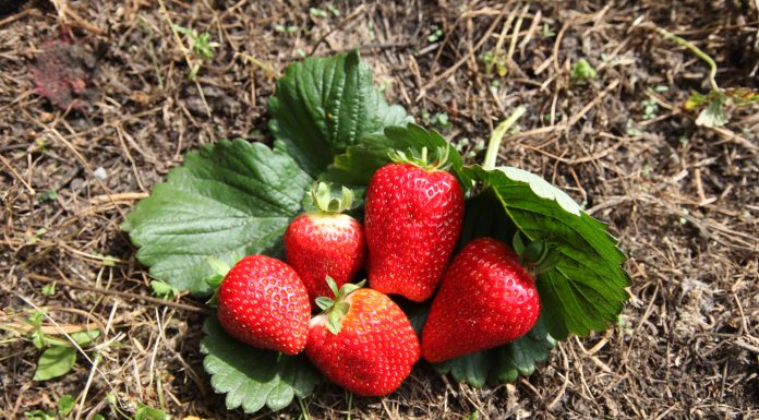 Truskawki z gruntu również we wrześniu