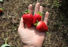 Producencie, sprawdź jak skorzystać z kampanii „Czas na polskie superowoce!” w 2020 r.