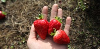 Ceny truskawek w połowie maja na dobrym poziomie